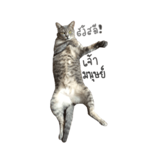 [LINEスタンプ] Meow Meboun