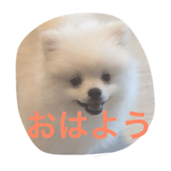 [LINEスタンプ] ポメラニアンのふうちゃん