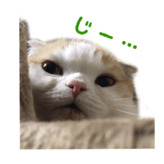 [LINEスタンプ] うちのネコ。