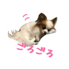 [LINEスタンプ] パピヨン？Namiしんぷる