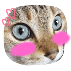[LINEスタンプ] 猫の気ままな1日