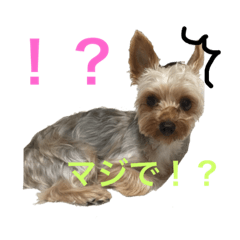 [LINEスタンプ] 愛犬あさひ