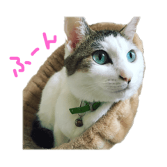 [LINEスタンプ] 茶々さんは猫である。