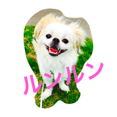 [LINEスタンプ] ただ、犬が好き