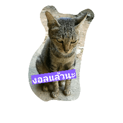 [LINEスタンプ] Cat Meawmeaw