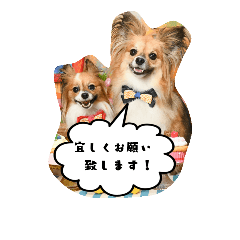 [LINEスタンプ] パピチワ『サスケ』＆パピヨン『まつり』