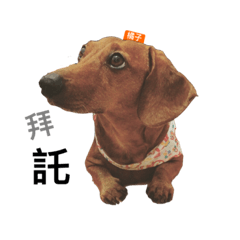 [LINEスタンプ] Orange daily