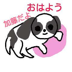 [LINEスタンプ] 加藤さん専用シーズーがお好き