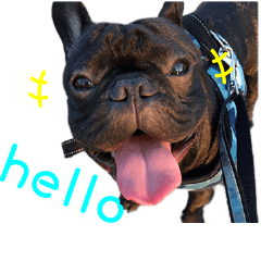 [LINEスタンプ] French Bulldog Funny daily