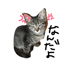 [LINEスタンプ] 蝉ちゃん