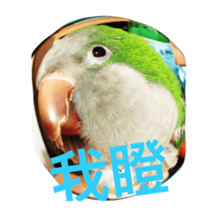 [LINEスタンプ] Monk Parakeet