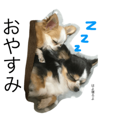 [LINEスタンプ] 仁と亮のスタンプ