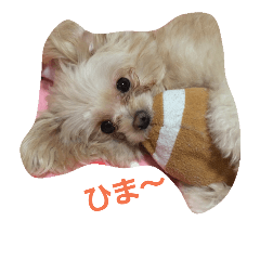 [LINEスタンプ] わんちゃんの日常あいさつ