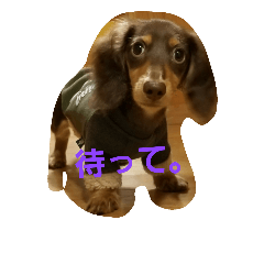 [LINEスタンプ] こいぬのスタンプ