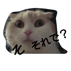 [LINEスタンプ] ねこのお昼寝