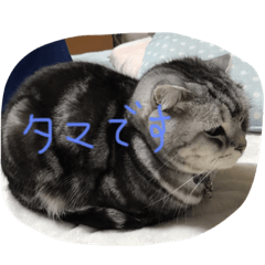 [LINEスタンプ] tamadesu