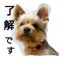 [LINEスタンプ] kswaii dog2