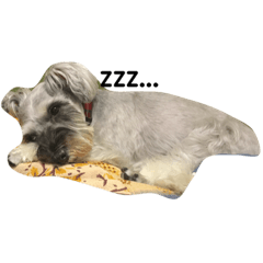 [LINEスタンプ] Spoiled schnauzer stamp