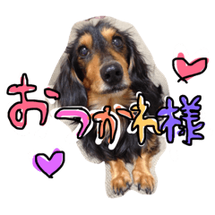 [LINEスタンプ] ヴィントくん ワンワン