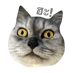 [LINEスタンプ] Titch Titch No.1