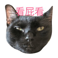 [LINEスタンプ] Shiba And Black Cat