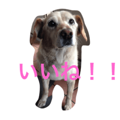 [LINEスタンプ] moca stampp