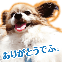 [LINEスタンプ] 愛犬パピヨンの日常の画像（メイン）