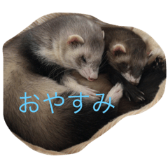 [LINEスタンプ] korumiru
