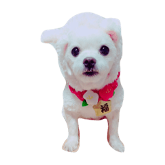 [LINEスタンプ] こなちゃんすたんぷ
