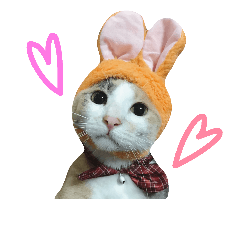 [LINEスタンプ] 縞三毛猫のくるる