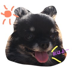 [LINEスタンプ] チワワの一言