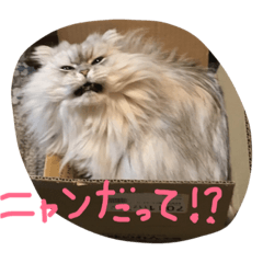 [LINEスタンプ] ニャンコ大作戦！