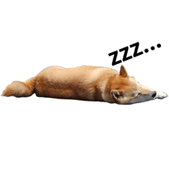 [LINEスタンプ] 柴犬のしゃん