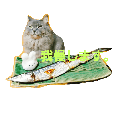 [LINEスタンプ] うちの猫です。