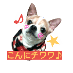 [LINEスタンプ] チワワのコロくん