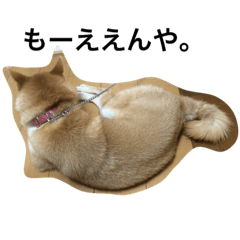 [LINEスタンプ] 柴犬パクのスタンプです。
