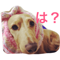 [LINEスタンプ] ころん時々ちあき