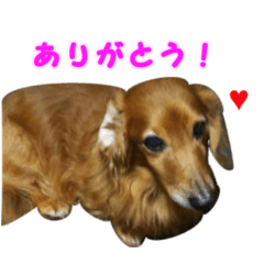 [LINEスタンプ] ダックスのミルク