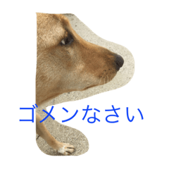 [LINEスタンプ] 雑種犬ぷーちゃん
