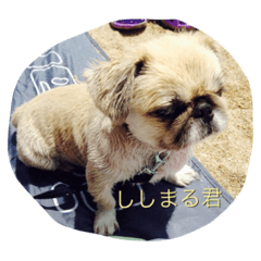 [LINEスタンプ] sisimaru  da！  wan