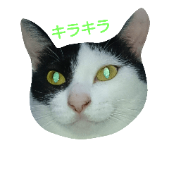 [LINEスタンプ] 気まぐれ猫 はくちゃん