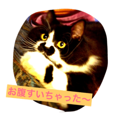 [LINEスタンプ] うちのネコサンズ