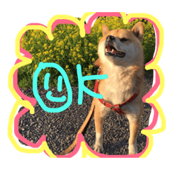 [LINEスタンプ] shibainu- hikaru