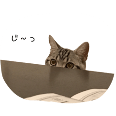 [LINEスタンプ] アメショー スタンプ