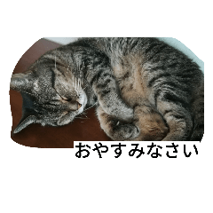 [LINEスタンプ] きじねこあゆ