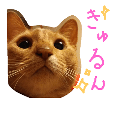[LINEスタンプ] あびしにぁん