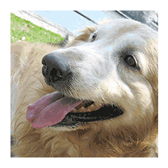 [LINEスタンプ] DOG ＆ DOG