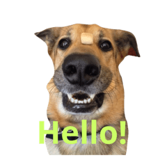 [LINEスタンプ] My dog Jamie