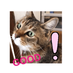 [LINEスタンプ] my cat me-chann 5