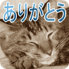 [LINEスタンプ] 猫の世間話 (Vol.1)